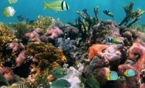 Linda representação de corais coloridos e peixes no fundo do mar mostra a importância de Salvar os oceanos e a vida marinha