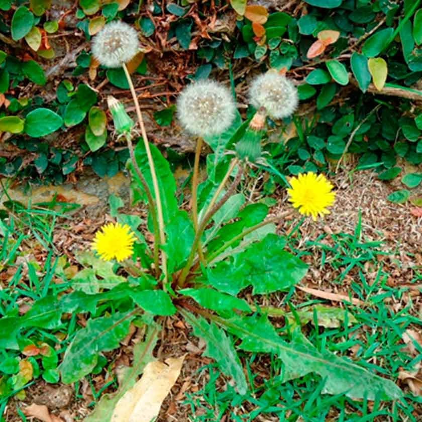 Planta dente-de-leão, um dos exemplos de plantas alimentícias não convencionais. Ele é de tamanho pequeno, nasce rente ao solo, sua flor é amarela.