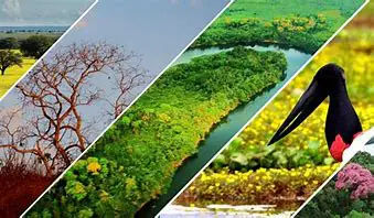 um mosaico com vários Biomas com corte longitudinais