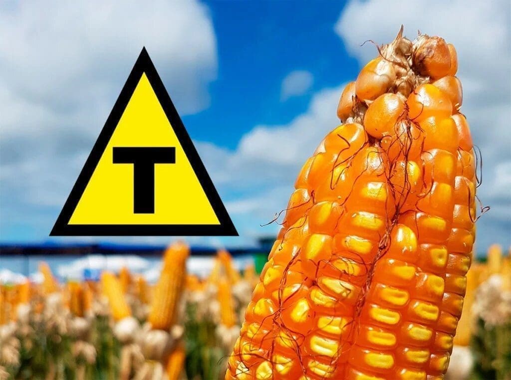 Uma plantação de milho, com uma grande espiga em destaque e uma placa alertando que se trata de um OGM - Transgênico