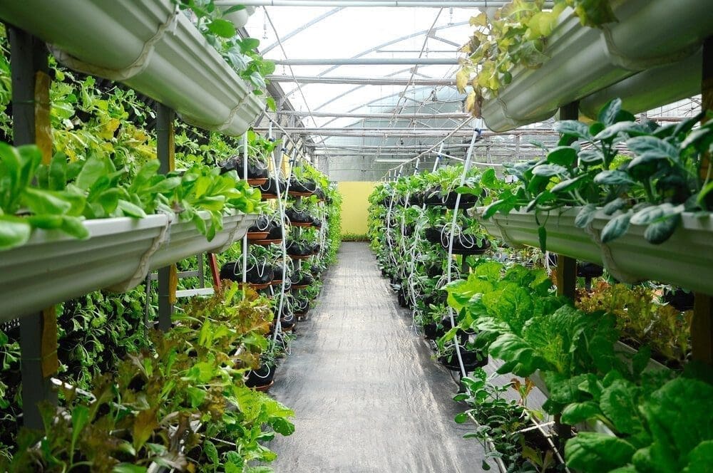 Imagem de uma plantação hidropônica e aeropônica vertical, representando as fazendas verticais