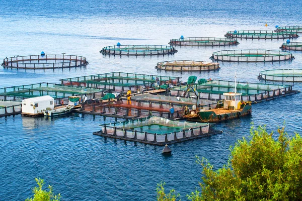 Viveiros organizados no mar usados na Aquicultura