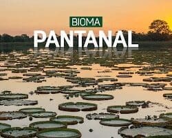 Vegetação aquática do Pantanal ao entardecer com vitórias-régias espalhadas pela água e o título Bioma Pantanal em destaque.