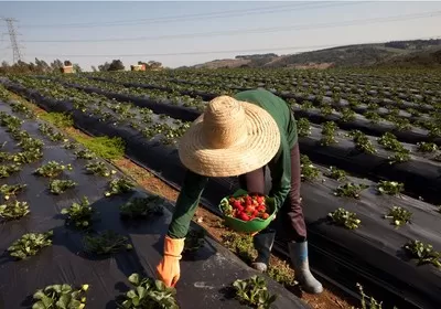 uma mulher fazendo a colheita do resultado da agricultura Ecológica -Plantio de orgânicos