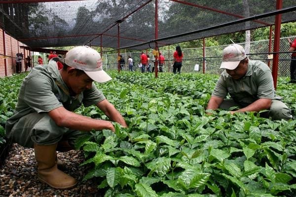 Várias pessoas trabalhando usando o conceito de Agroecologia - agricultura biodiversa