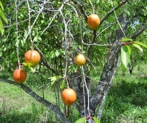 Uma laranjeira disponível para todos em Florestas comestíveis