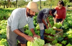 Pessoas praticando a agricultura sustentável -familiar