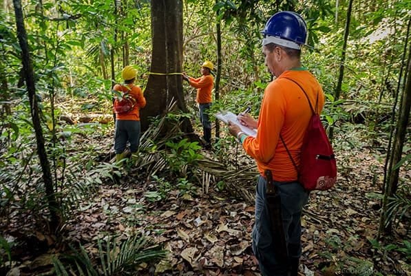Imagem de 3 pessoas em uma floresta analisando dados, representando o manejo florestal sustentável
