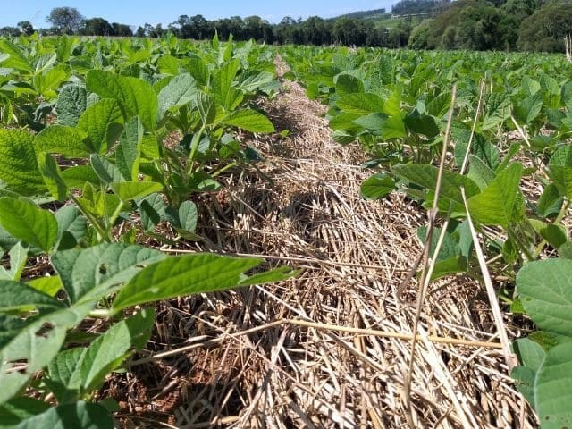 Uma plantação mostra um composto orgânico que indica a adubação verde