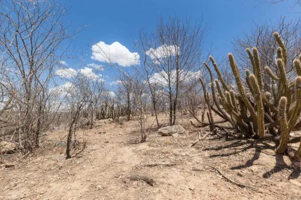 Características do solo no bioma Caatinga mostrando cactos e a região seca.