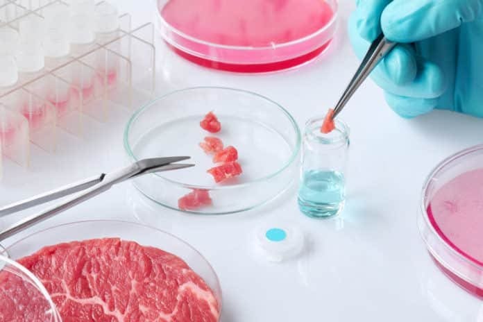 Pequenos pedaços de carne de laboratório - carne artificial - em uma placa de Petri cultivada in vitro.