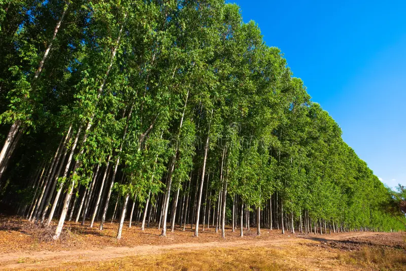Uma plantação de eucalipto demonstra como as florestas Homogêneas podem afetar a biodiversidade e causar muito problemas ambientais