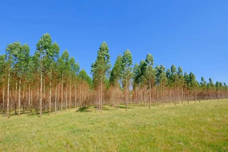 Árvores do mesmo tipo estão alinhadas em uma agrofloresta e demonstram a homogeneidade de ecossistemas