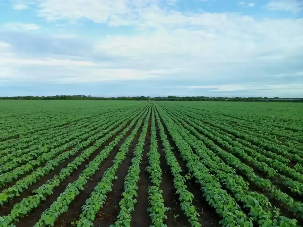 Uma plantação se perde no horizonte mostrando qye apenas uma espécie está sendo plantada, representando a monocultura