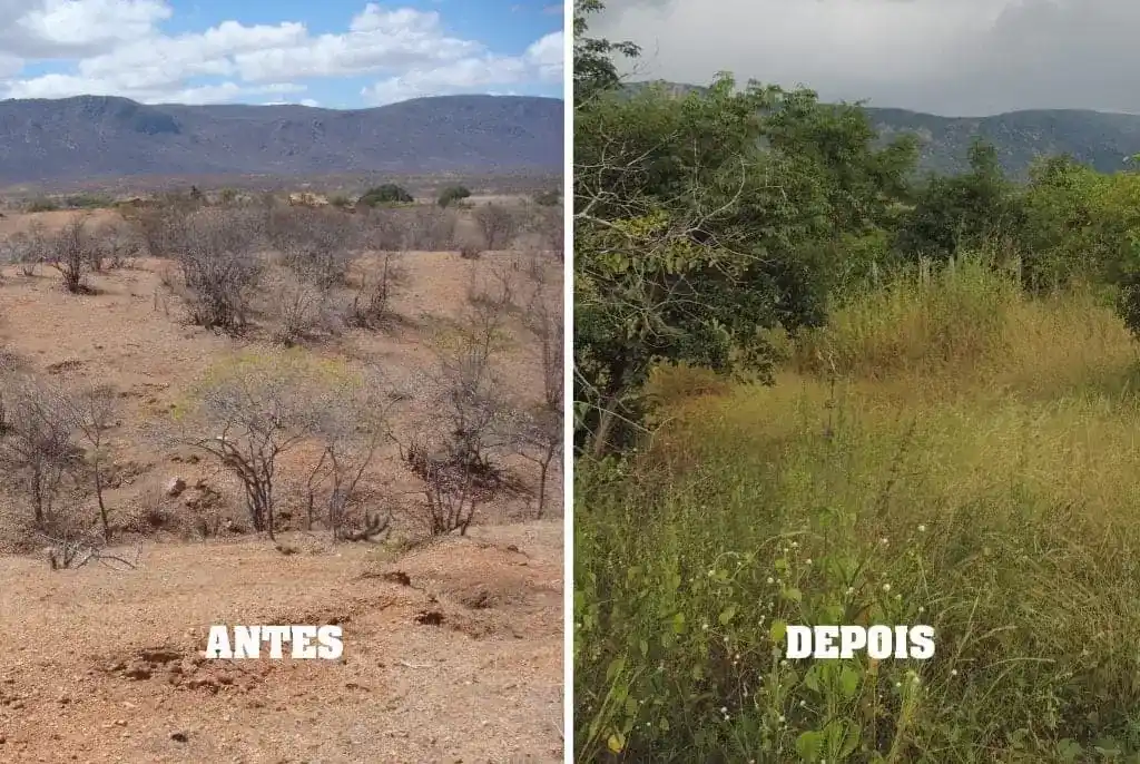 Duas fotos, uma ao lado da outra fazendo a comparação do antes e depois da restauração de áreas degradadas. A foto de antes quase não há vegetação e o solo está pedregoso. Após há restauração há muita vegetação cobrindo o solo e muitas árvores.
