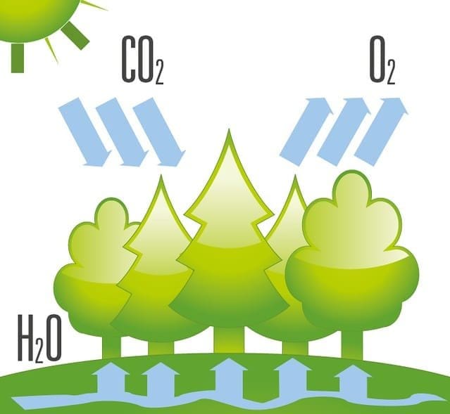 ilustração de como as plantas ajudam a atingir a neutralidade de carbono, elas capturam o gás carbônico atmosférico por meio da fotossíntese e liberam O2 ao final do processo.