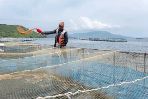 Um fiscal analisa dados para promover a Pesca Sustentável