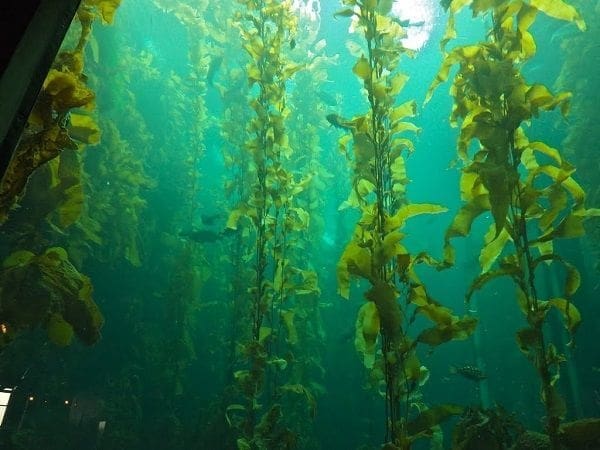 Fotografia de grandes plantas marinhas, submersas em água esverdeada.