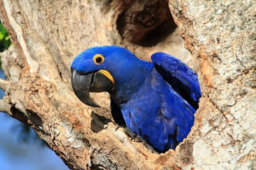 uma linda arara azul sai de sua toca em um troco de árvore e exemplifica o Projeto Arara Azul
