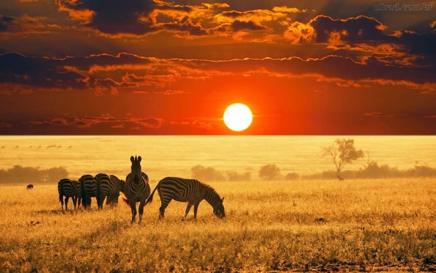 Fotografia do bioma Savana: vegetação rasteira com árvores espaçadas e de pequeno porte, zebras alimentam-se da vegetação e ao fundo o sol de põem no horizonte.