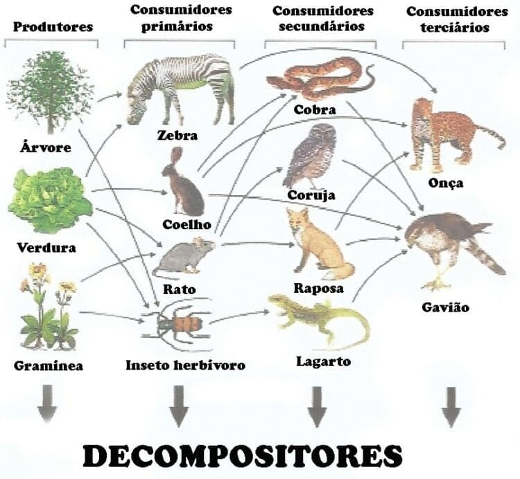 Ilustração de uma Teia alimentar envolvendo relações entre produtores, consumidores primários, secundários, terciários e decompositores.
