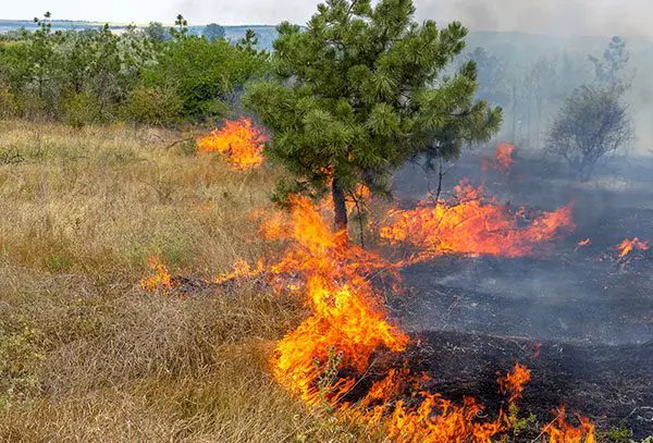 Fotografia de Terrorismo ambiental, uma grande área de campo aberto com vegetação e árvores sendo queimadas.
