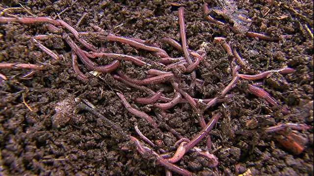 Muitas minhocas acima da terra representando a adubação orgânica