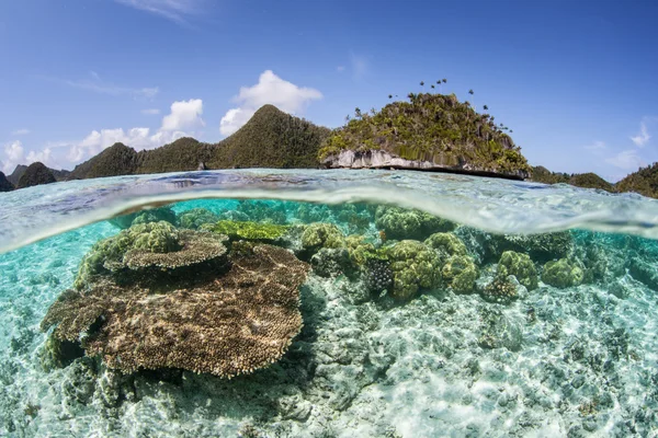 Fotografia de um recife de coral, um tipo de ecossistema costeiro que deve ser preservado.
