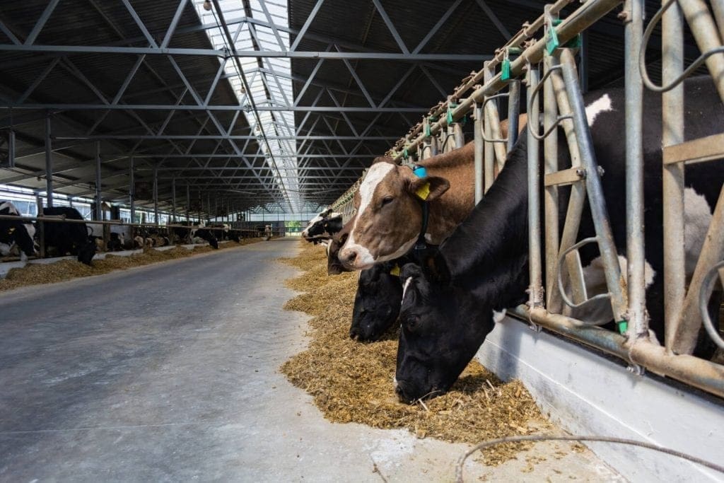 Animais confinados sofrem na Pecuária Intensiva - o que é?
