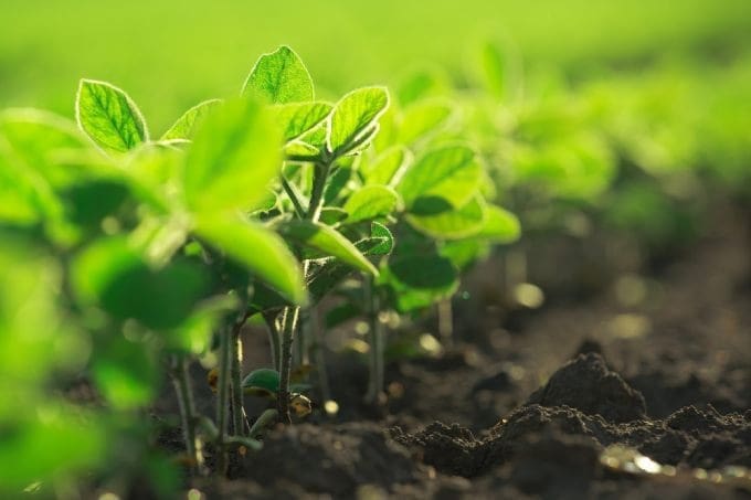 Mudas plantadas na terra utilizando bioinseticidas.