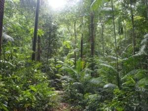 Uma floresta recuperada mostra os benefícios da gestão florestal sustentável