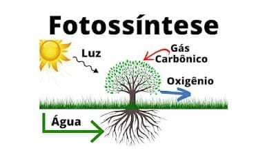 Esquema mostra como ocorre o processo da Fotossíntese