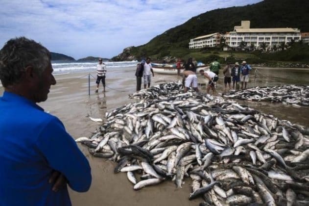 Pescadores artesanais pescam milhares de peixes ampliando o extrativismo marinho