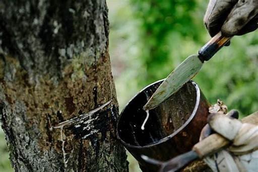 Um homem retira látex fazendo extrativismo sustentável