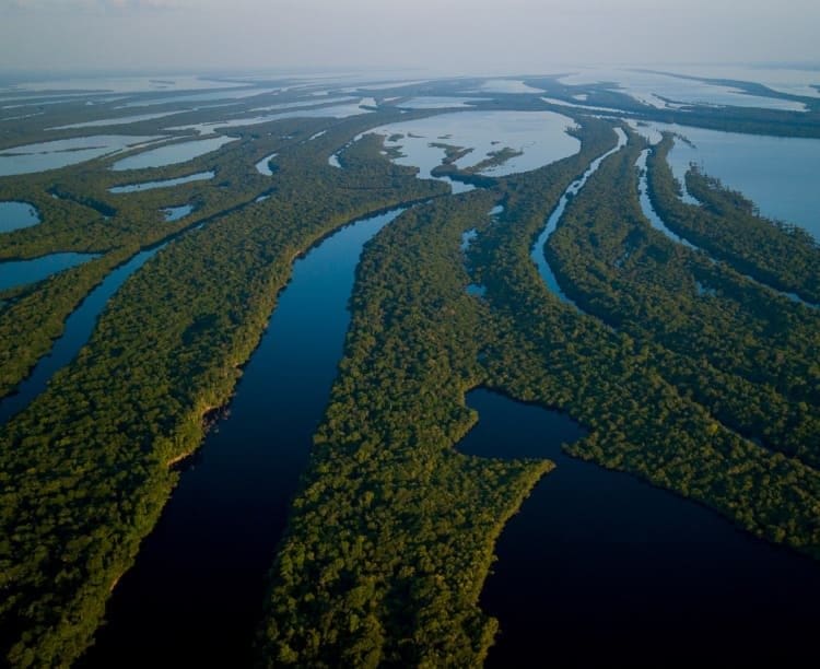 Vista aérea dos rios entrelaçados da Bacia Amazônica, com canais de águas escuras cercados por floresta densa e contínua