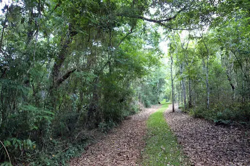 Parque Estadual do Rio Guarani, estrada de terra forrada com folhas secas e margeada por árvores