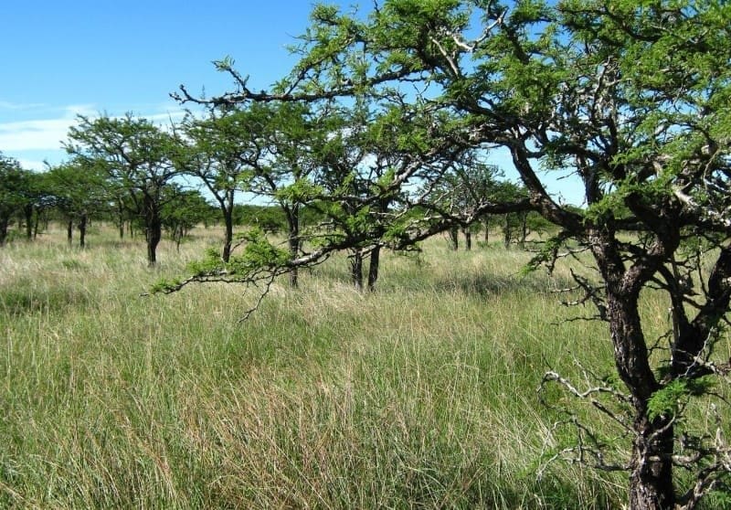 Parque Estadual do Espinilho com árvores espaçadas e densa vegetação rasteira
