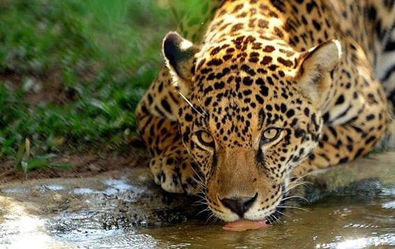 Grande onça-pintada vista de frente em uma floresta, tomando água em um rio.