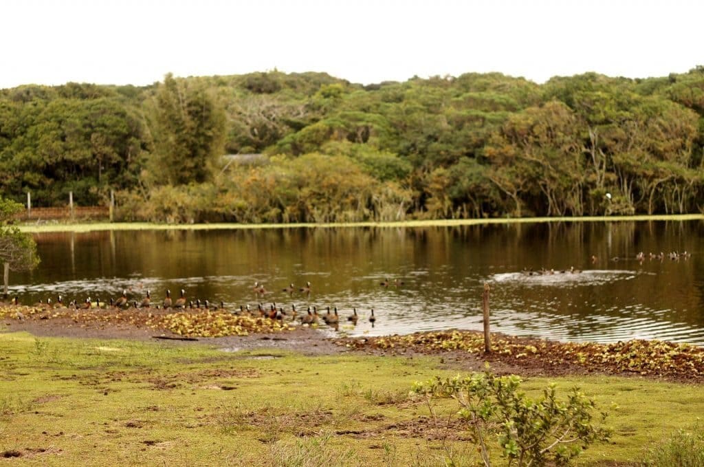Parque Natural Municipal Tupancy área alagada com vegetação rasteira