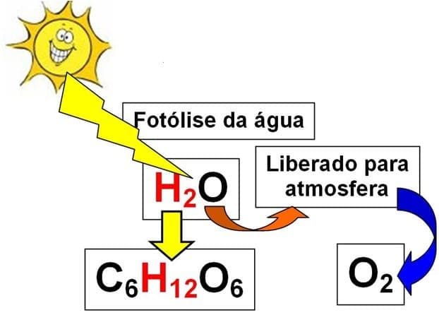 Imagem ilustrativa sobre a fotólise da água, a luz solar incide sobre as moléculas de H20, o oxigênio é liberado para a atmosfera. Já o hidrogênio participa da formação da molécula de glicose.