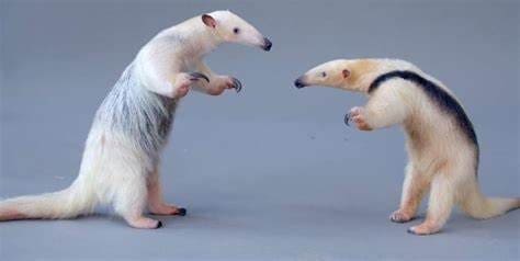 Dois pequenos tamanduás, um de frente para o outro em vista lateral. Estão apoiados sob a pata traseira. O pelo é de coloração amarelo claro, rente ao corpo. Possuem também, uma mancha escura no dorso que forma um desenho parecendo um colete.