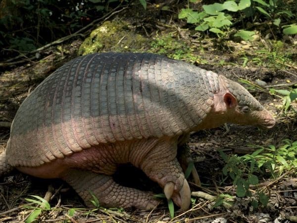 Tatu-canastra no solo de uma floresta, seu corpo tem coloração cinza e rósea. Ele tem uma carapaça formada de placa óssea no dorso. Sua cabeça e orelhas são pequenas, as patas possuem grandes garras.