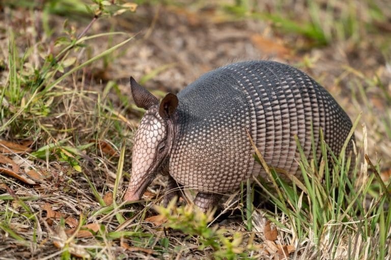 Um Tatu em uma vegetação rasteira. Seu corpo possui uma carapaça dura marrom-acinzentada, suas orelhas são pequenas, arredondadas e o focinho é fino.