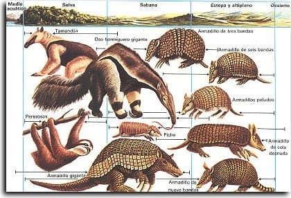 Desenho de vários representantes do grupo Xenarthros, sendo eles: os tamanduás, as preguiças e os tatus.