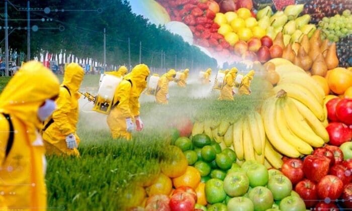 Muitos trabalhadores rurais, vestidos de roupa protetora amarela, aplicam agrotóxicos em plantações de alimentos