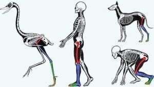 Anatomia Comparada - desenho de esqueleto humano, de uma ave e de um cachorro.