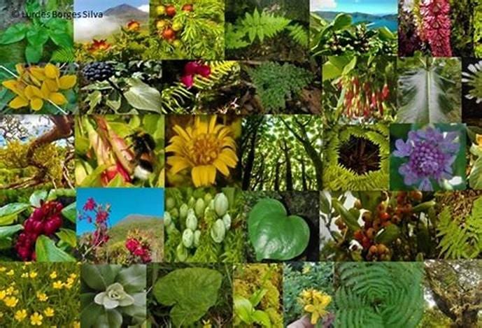 Ecologia vegetal representada em mosaico com várias espécies de plantas.