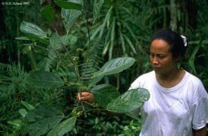 Mulher de uma comunidade tradicional analisa planta e estuda a etnobotânica