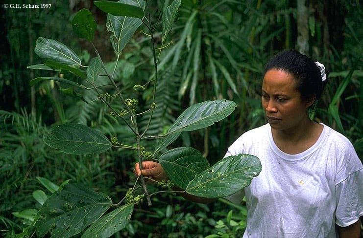 Mulher de uma comunidade tradicional analisa planta e estuda a etnobotânica