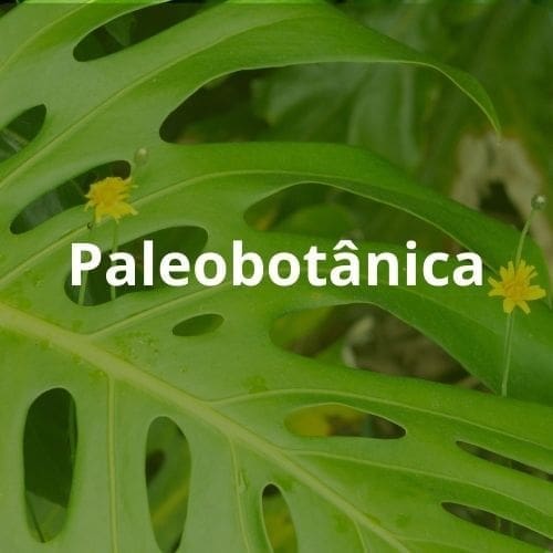 Paleobotânica escrito em branco e ao fundo uma folha de costela de adão.